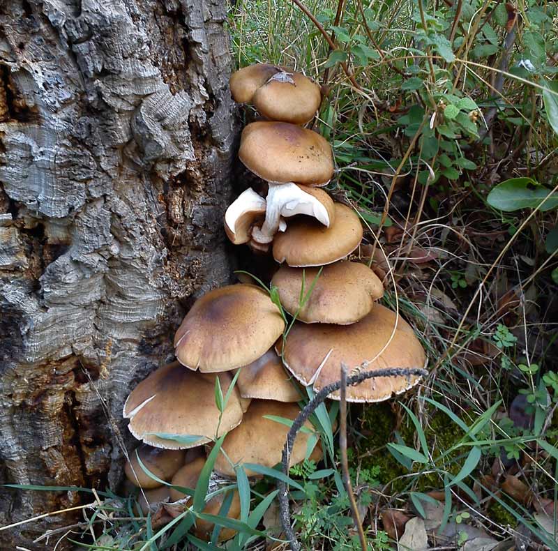 Senderos-Valdelarco Senderos Valdelarco